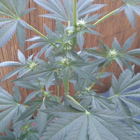 Tiffi growlog timeline photo
