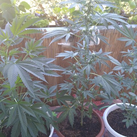Tiffi growlog timeline photo