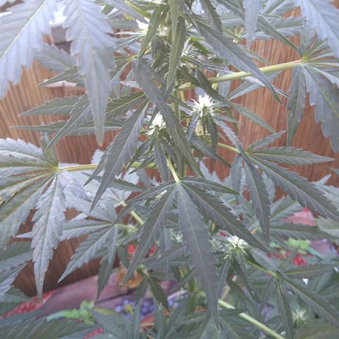 Tiffi growlog timeline photo