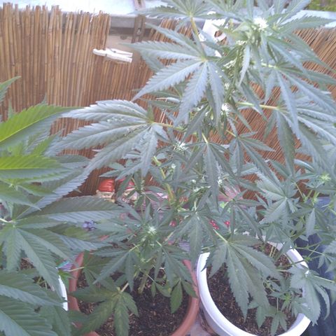 Tiffi growlog timeline photo