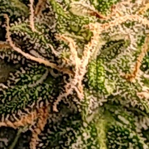 Tiffi growlog photo: Bud's mit Trichomen.
