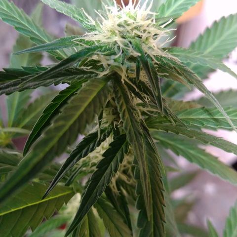 Tiffi growlog photo: Bud's mit Trichomen.