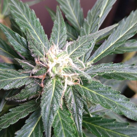Tiffi growlog photo: Bud's mit Trichomen.