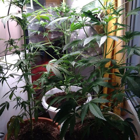 Tiffi growlog photo: Bud's mit Trichomen.