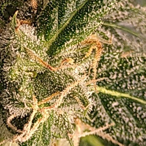 Tiffi growlog timeline photo