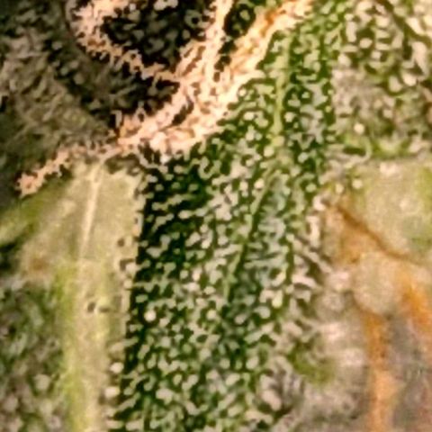 Tiffi growlog timeline photo