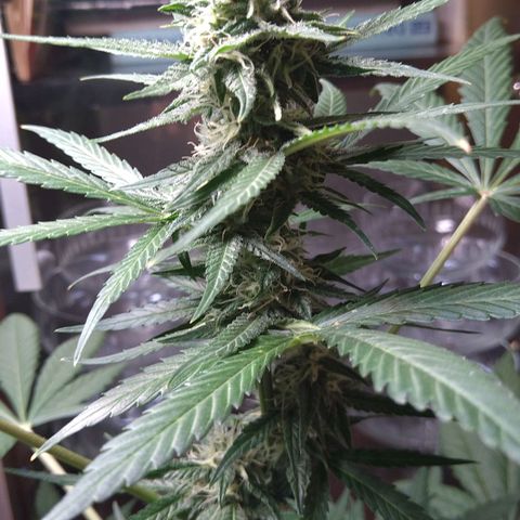 Tiffi growlog photo: Blütewoche 5.