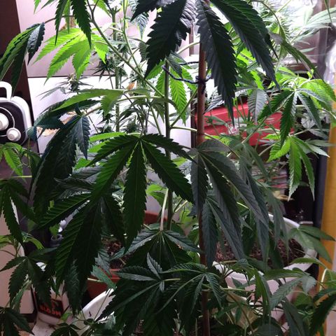 Tiffi growlog photo: Blütewoche 5.