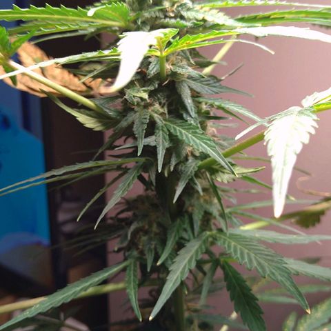 Tiffi growlog photo: Blütewoche 5.