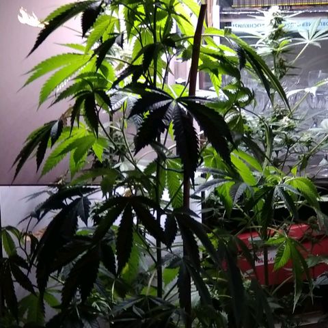 Tiffi growlog timeline photo