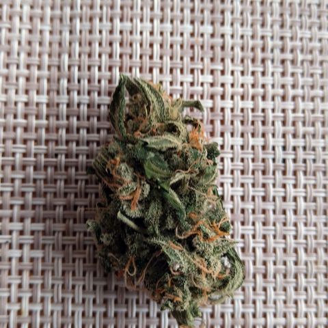 Tiffi growlog photo: Trocknen hat begonnen 