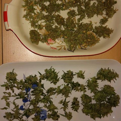 Tiffi growlog photo: Bud's werden getrocknet.