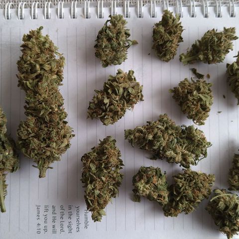 Tiffi growlog photo: Bud's getrocknet.