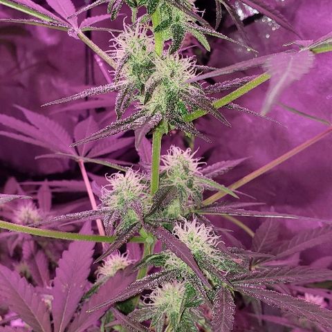 Hijack Automatic #2 (Auto Seeds)  growlog photo: 4 weeks into flower 