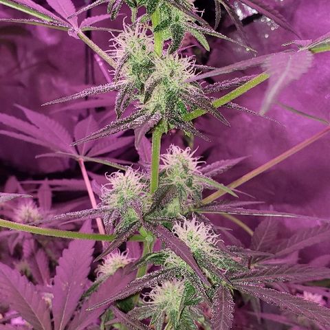 Hijack Automatic #2 (Auto Seeds)  growlog timeline photo
