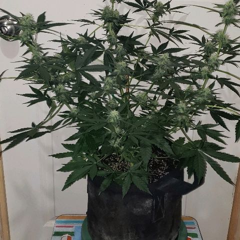 Hijack Automatic #2 (Auto Seeds)  growlog timeline photo
