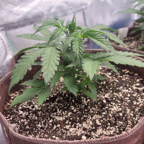 White Crystal Meth Auto #1 growlog timeline photo