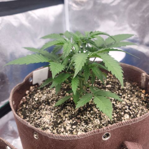 White Crystal Meth Auto #1 growlog timeline photo
