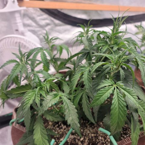 White Crystal Meth Auto #3 growlog timeline photo