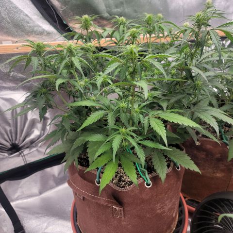White Crystal Meth Auto #1 growlog timeline photo