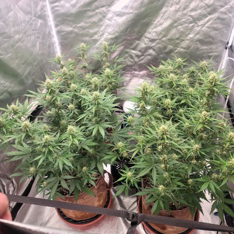 White Crystal Meth Auto #3 growlog timeline photo