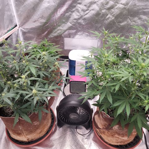 White Crystal Meth Auto #3 growlog timeline photo