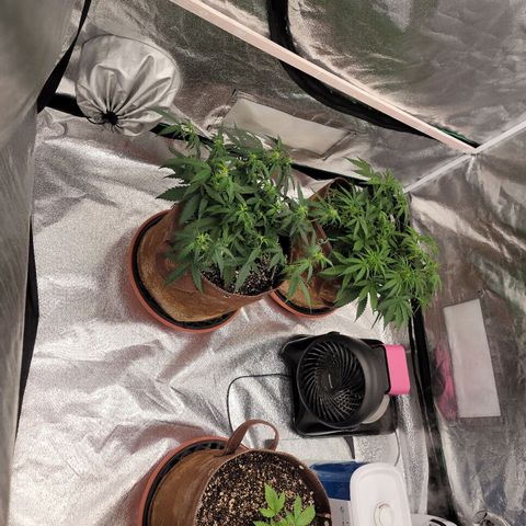 White Crystal Meth Auto #3 growlog timeline photo