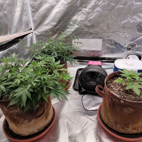 White Crystal Meth Auto #3 growlog timeline photo