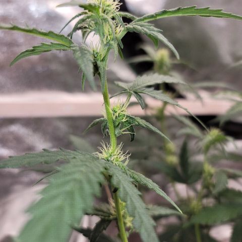 White Crystal Meth Auto #3 growlog timeline photo