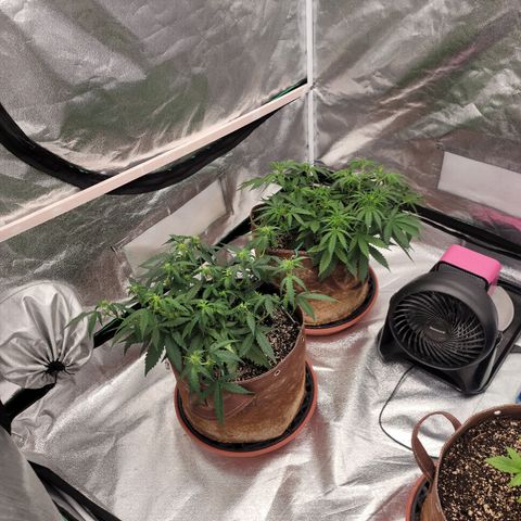 White Crystal Meth Auto #3 growlog timeline photo