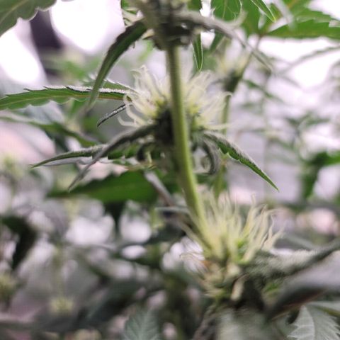 White Crystal Meth Auto #3 growlog timeline photo