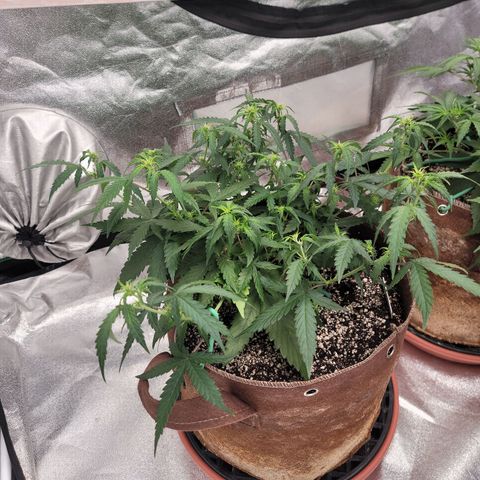 White Crystal Meth Auto #3 growlog timeline photo