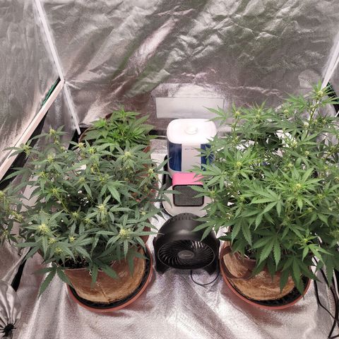 White Crystal Meth Auto #3 growlog timeline photo