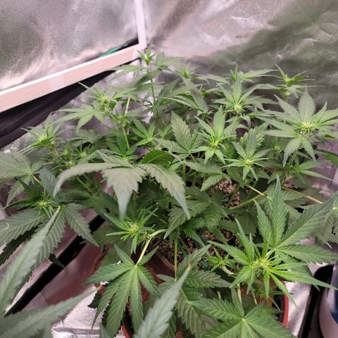 White Crystal Meth Auto #3 growlog timeline photo