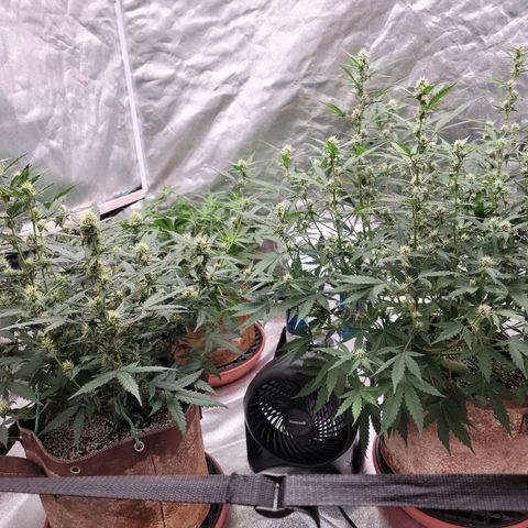 White Crystal Meth Auto #3 growlog timeline photo