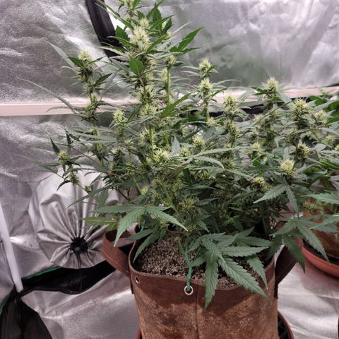 White Crystal Meth Auto #3 growlog timeline photo