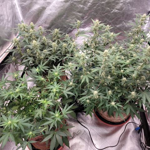 White Crystal Meth Auto #3 growlog timeline photo