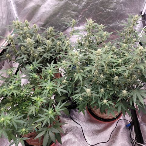 White Crystal Meth Auto #3 growlog timeline photo