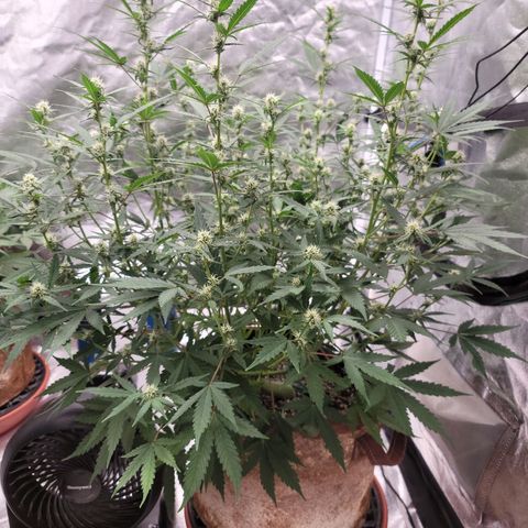 White Crystal Meth Auto #3 growlog timeline photo