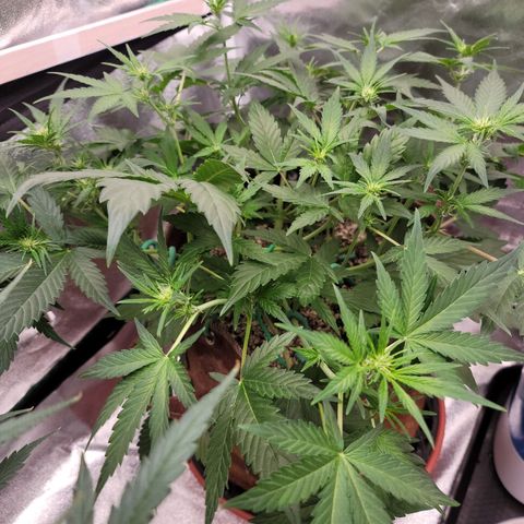 White Crystal Meth Auto #3 growlog timeline photo