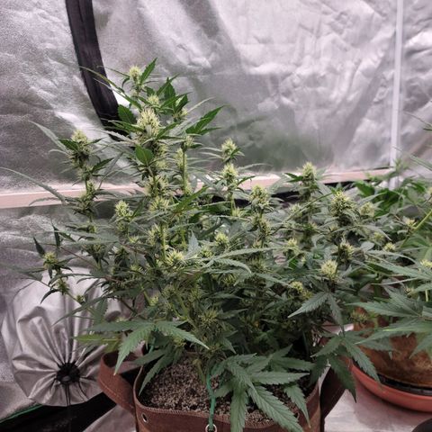 White Crystal Meth Auto #3 growlog timeline photo