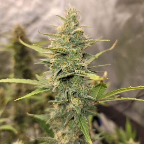White Crystal Meth Auto #3 growlog photo: Cheese Auto 