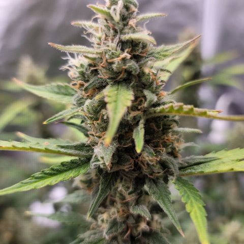 White Crystal Meth Auto #3 growlog photo: Cheese Auto 
