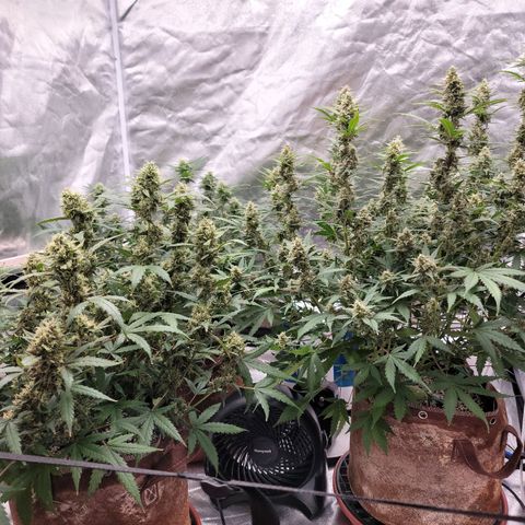 White Crystal Meth Auto #3 growlog photo: Cheese Auto 