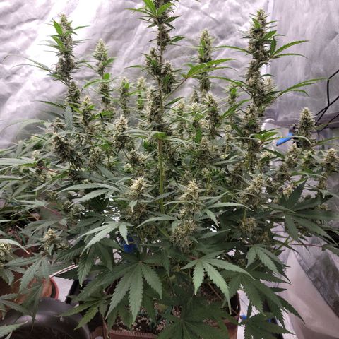 White Crystal Meth Auto #3 growlog photo: Cheese Auto 