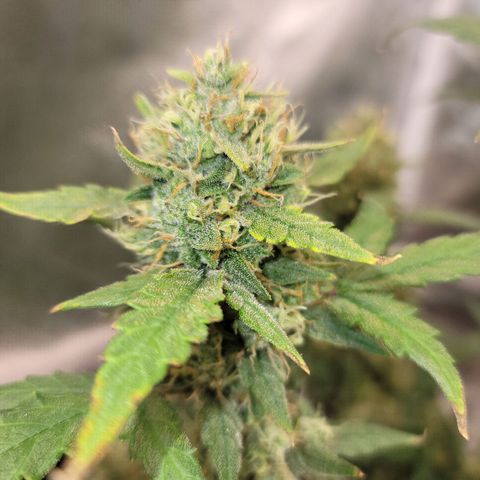 White Crystal Meth Auto #3 growlog photo: Cheese Auto 