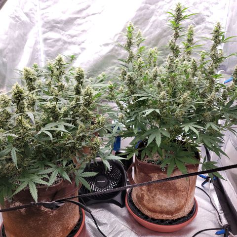 White Crystal Meth Auto #3 growlog photo: Cheese Auto 