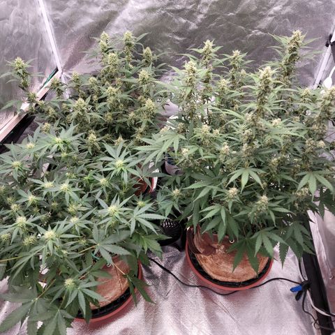 White Crystal Meth Auto #3 growlog photo: Cheese Auto 