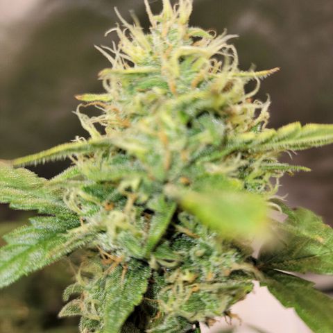 White Crystal Meth Auto #3 growlog photo: Cheese Auto 