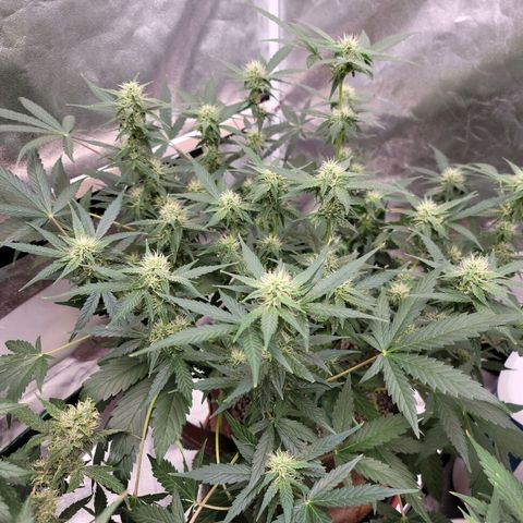 White Crystal Meth Auto #3 growlog photo: Cheese Auto 